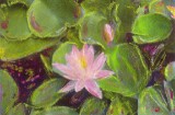 One PInk Blossom